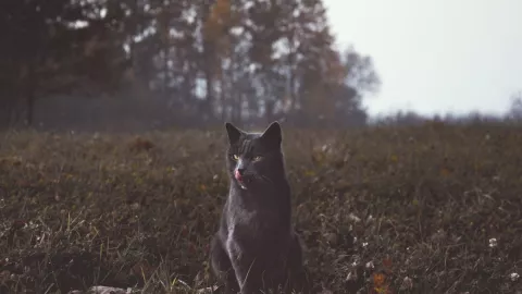 ¿Por qué dicen que el día martes 13 es de mala suerte? Te lo decimos.