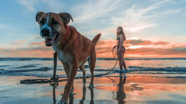 Atención - Los perros son detectores comprobados de malas intenciones