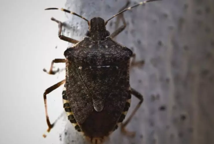 5 mitos sobre la plaga de chinches que te sorprenderán