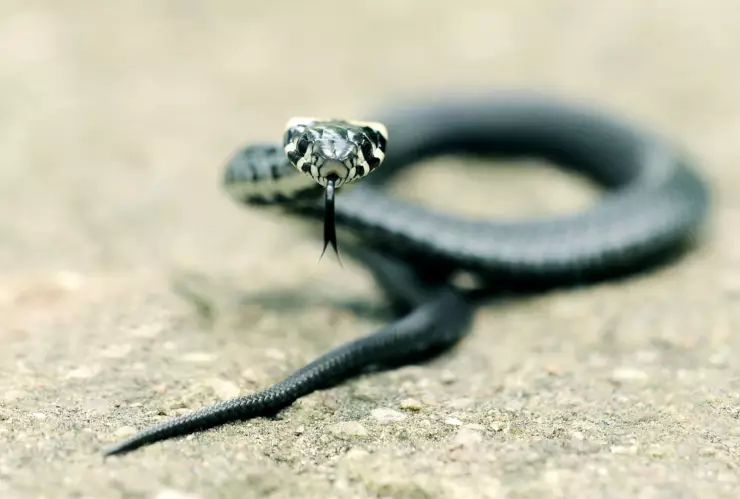 Serpiente, nacidos en 1953, 1965, 1977, 1989, 2001, 2013