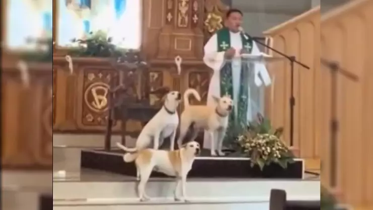 Perritos cantan en iglesia