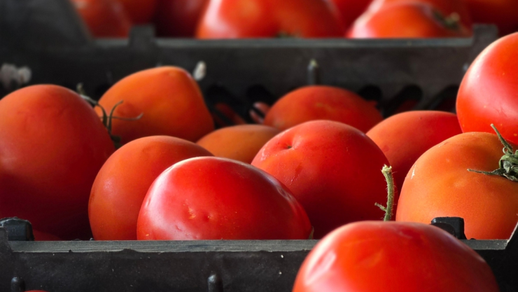 Precio tomate hoy