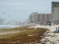Alerta máxima en la Costa Maya de Quintana Roo: Playas de Mahahual y Xcalak invadidas de Sargazo; más de 3 mil toneladas afectan al turismo y la vida marina.