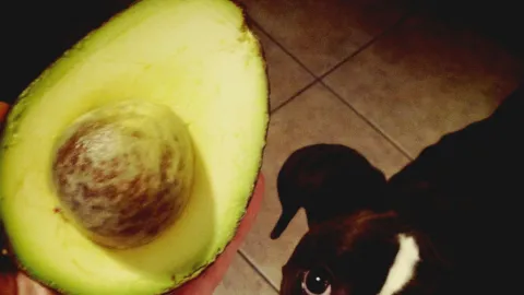 Aguacate