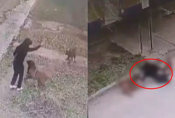 VIDEO FEROZ | Perros atacan brutalmente el rostro y las extremidades de una mujer y es captado por una cámara