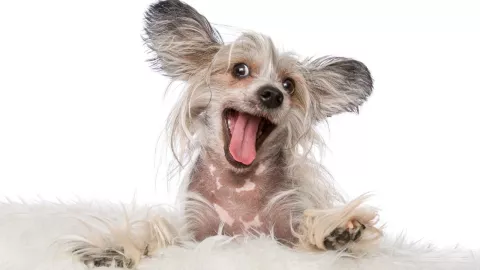 Animales que sonrien segun estudios