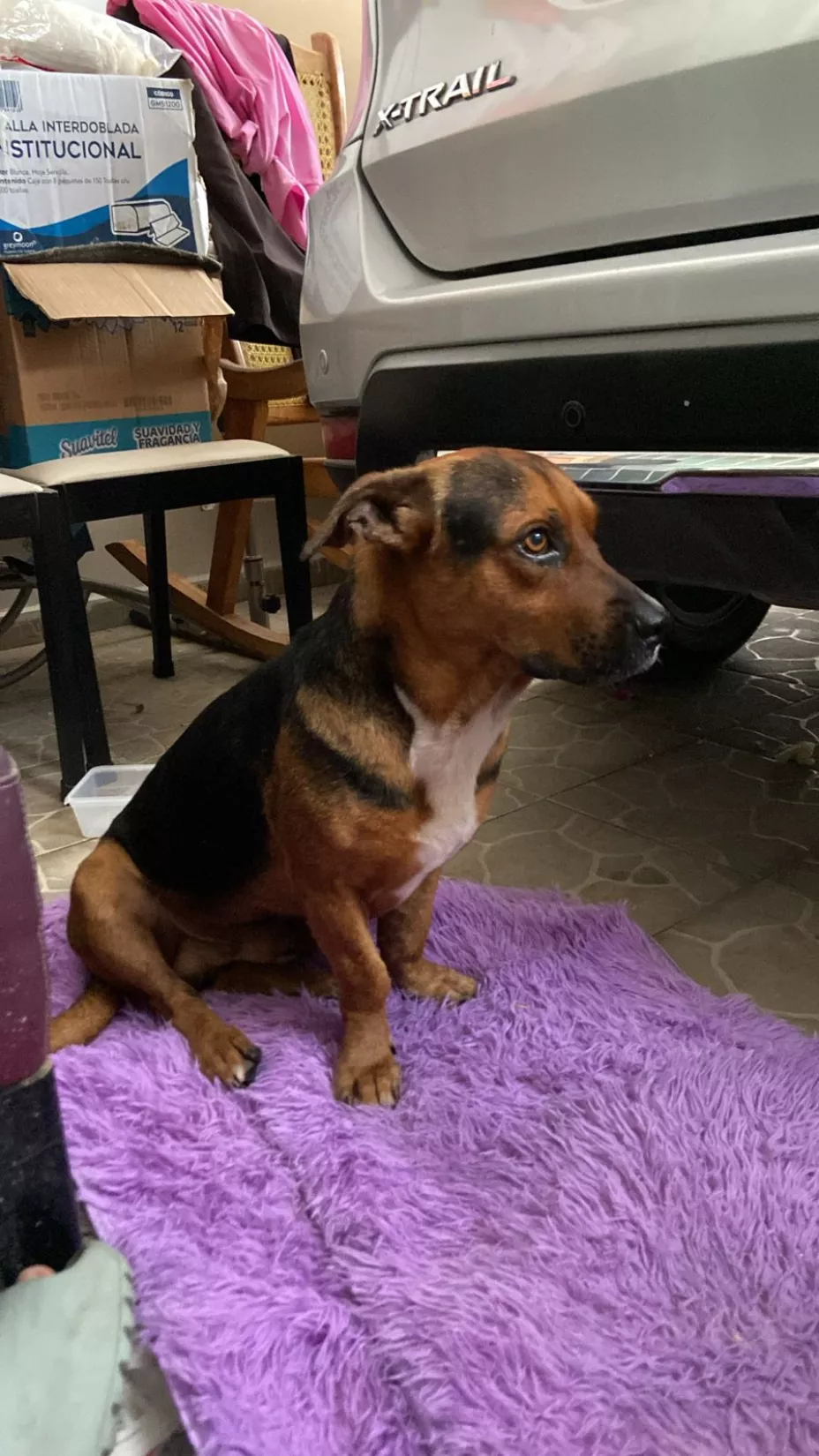 Resguardan a animales de la calle en Chetumal antes de la llegada del huracán Beryl en Quintana Roo