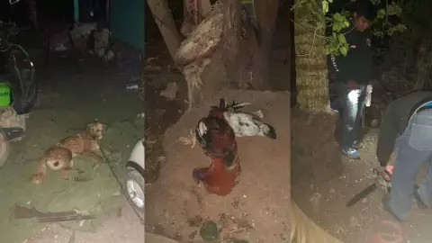 ¡De terror! Abejas africanas matan gallinas y perros