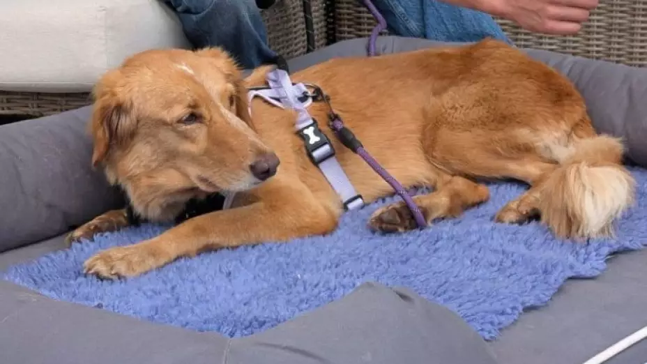 La increíble historia de Amber, la perrita náufraga