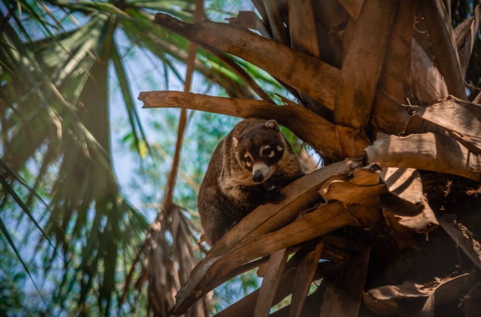 selva teenek animales