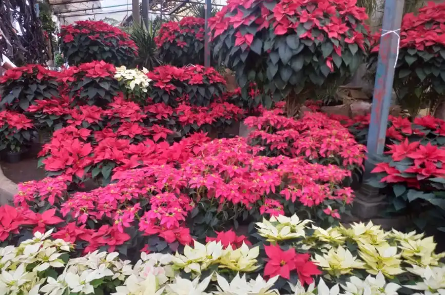 En estos mercados de flores puedes comprar nochebuenas en la CDMX