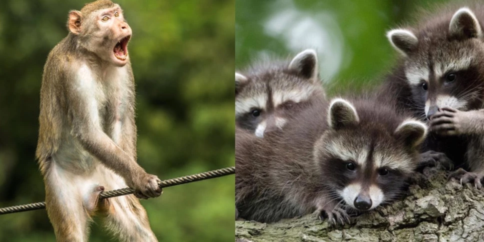 fotos graciosas animales