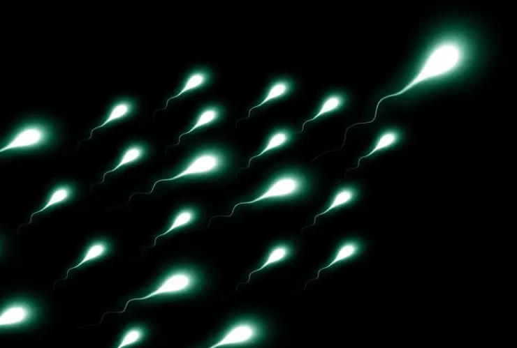 espermatozoides vacunas estudio.jpg