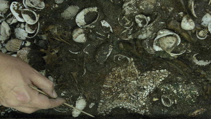 Templo Mayor estrellas de mar