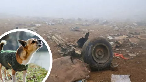 Accidente de helicóptero en Perú deja 15 muertos; perro Chihuahua sobrevive