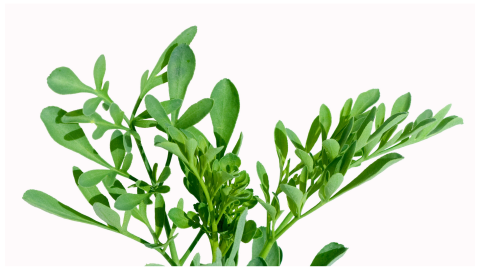 ruda ritual protección