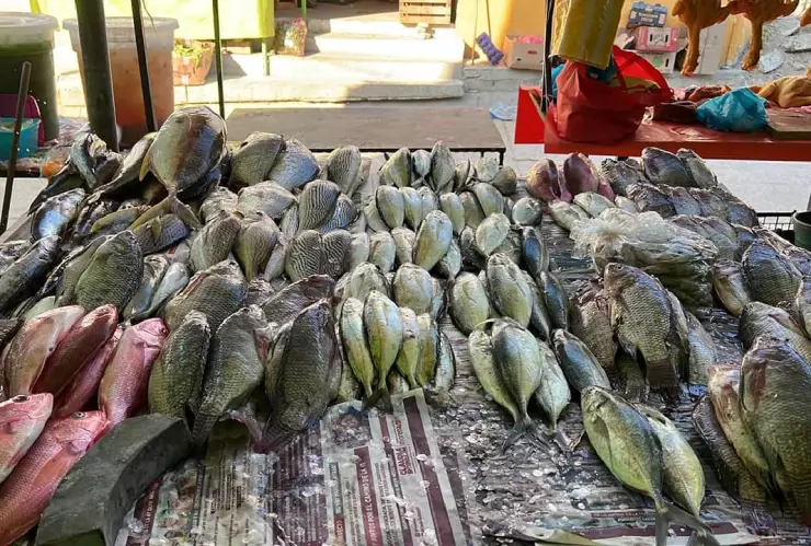 Pescados frescos en mercado local de Acapulco