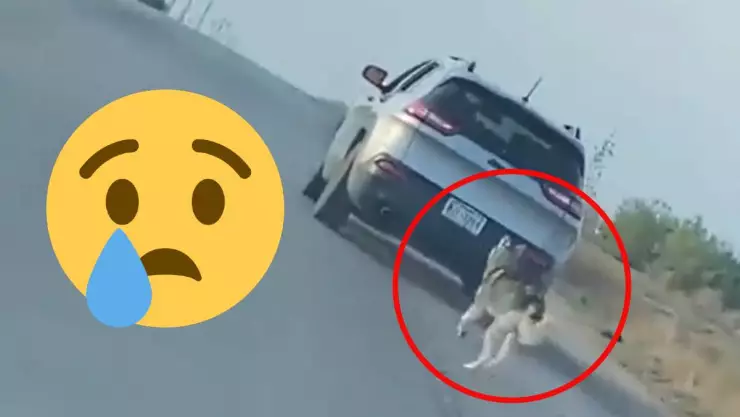 Perro corre tras camioneta que lo abandonó