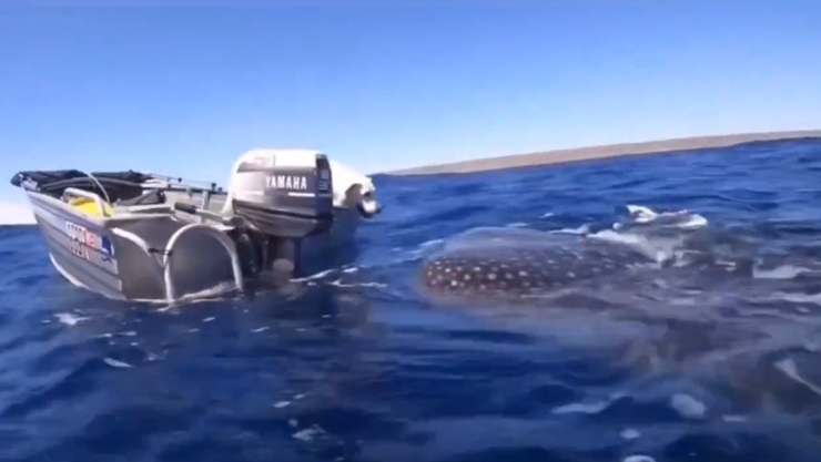 Perro y tiburón ballena.png