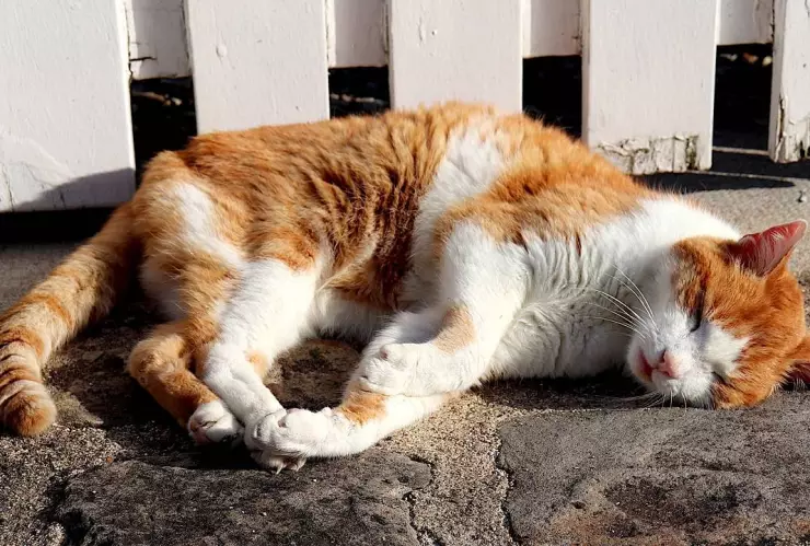 Golpe de calor en perros y gatos
