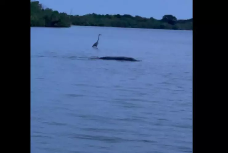 Animal con músculos de toro en Orlando
