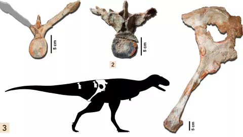Paleontólogos, dinosaurio carnívoro, Brasil b.jpg