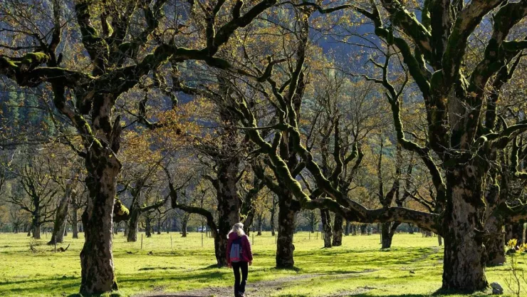 Los tipos de árboles que crecen rápido y dan buena sombra