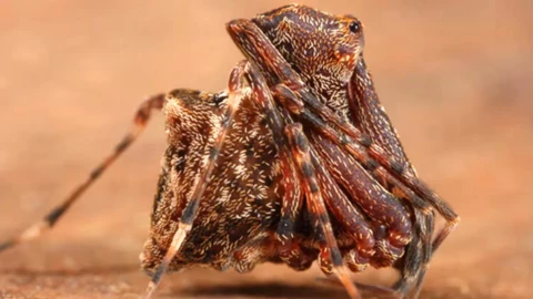 descubren-araña-asesina-con-patas-en-forma-de-lanza-australia-cuerpo