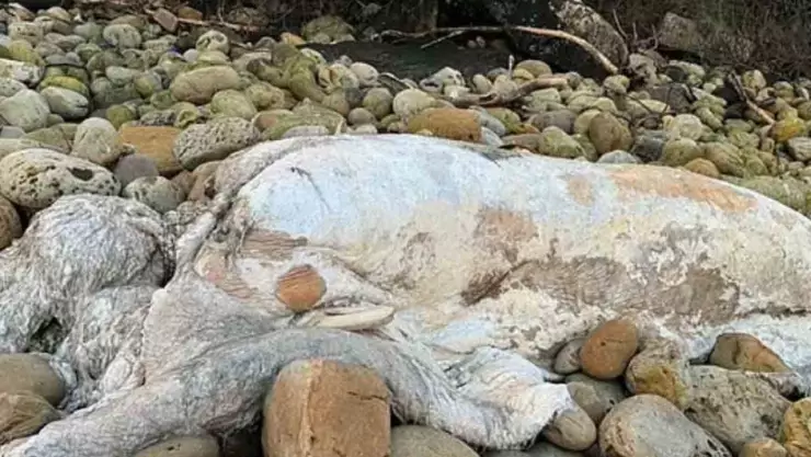 ¿Qué es eso? Misteriosa bestia marina sin rostro causa pánico en la población