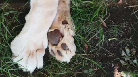 Premios Oscar 2024_ Este es Messi, el perro nominado que tiene una estremecedora historia