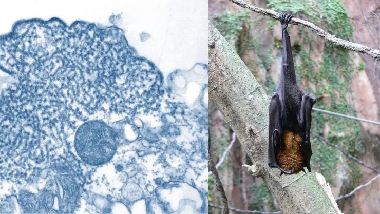 virus Nipah, qué es, síntomas a.jpg