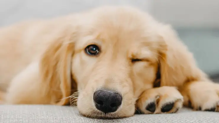 perrito millonaria herencia empresario