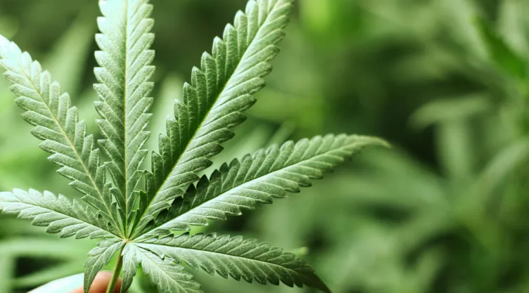 cannabis