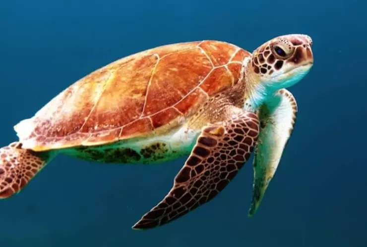 ¡Regresó luego de 36 años! Tortuga laúd desova en Xcacel Xcacelito