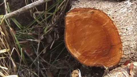 Denuncian tala clandestina de árboles en Bacalar (2)