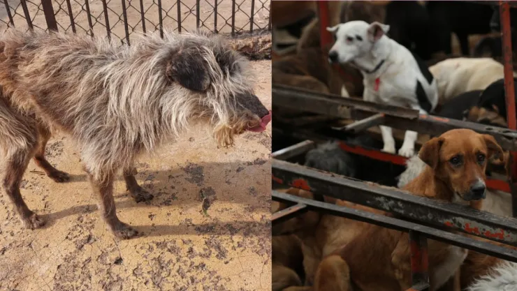 Refugio Franciscano de Cuajimalpa; trasladan a 304 perros en el Ajusco