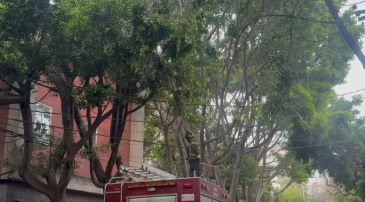 Caída de árbol derriba postes y cables en calles de la Miguel Hidalgo, CDMX