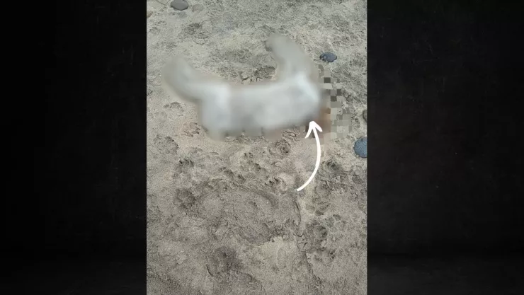 Aparecen animales sin cabeza en Playas de Tijuana ¿Qué es lo que se sabe? (FOTO)