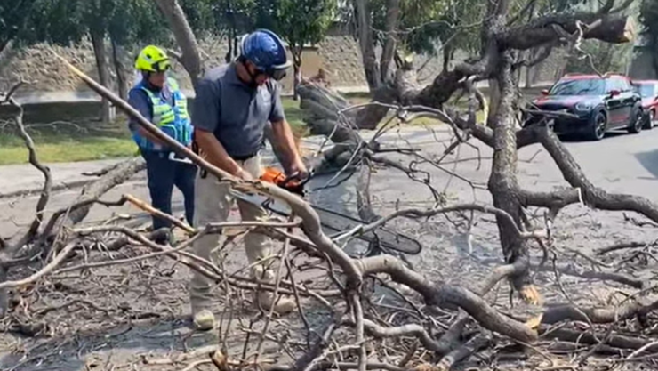 Árbol gigante cayó sobre Calle Mecánica, cerca de Bernardo Quintana
