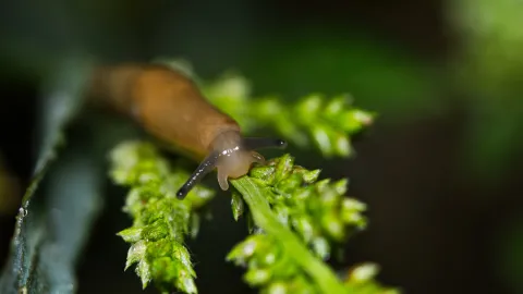 Así puedes eliminar a las babosas y a los caracoles de tu patio