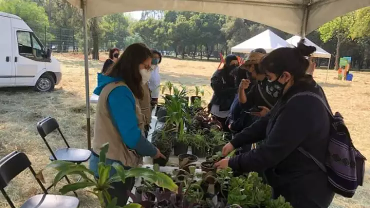 Cambia tu árbol de Navidad por un libro o planta en Mercado del Trueque