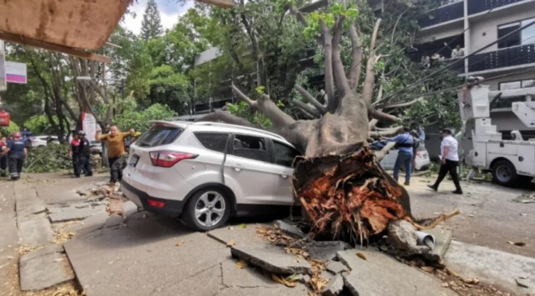 ¿Quién paga los daños si le cae un árbol a mi carro en CDMX?