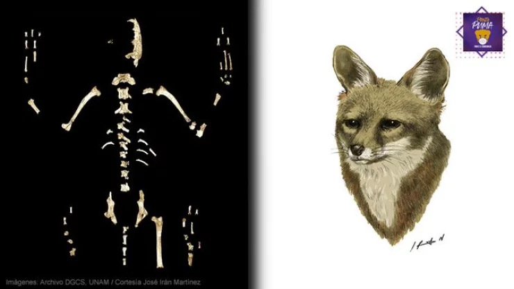 En México sólo hay tres registros de estos animales