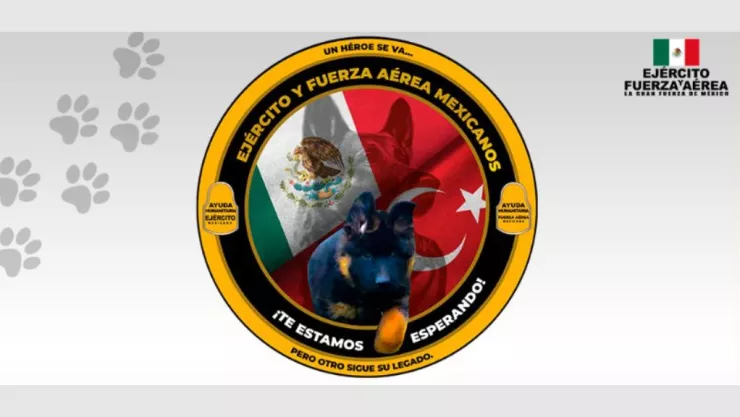 Sedena espera a cachorrito