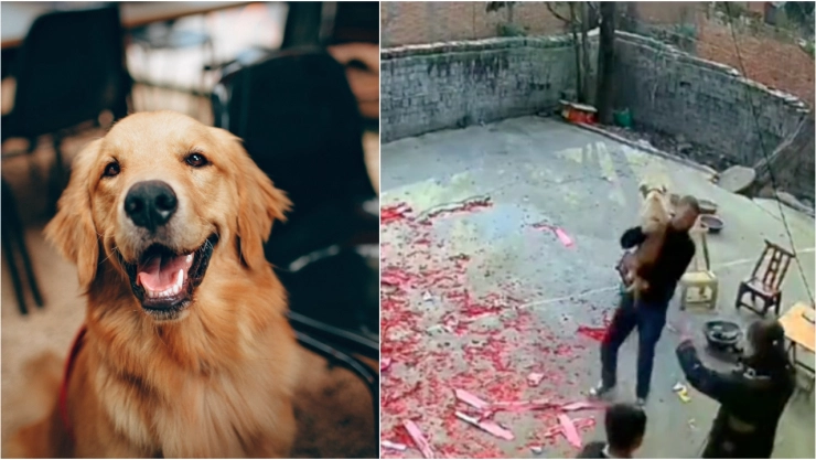 Video_ ¡Ha vuelto! perrito regresa a casa después de darlo por perdido