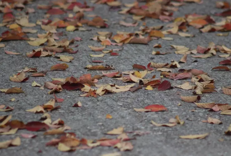 La hora exacta en que entrará el otoño a Aguascalientes en septiembre 2024