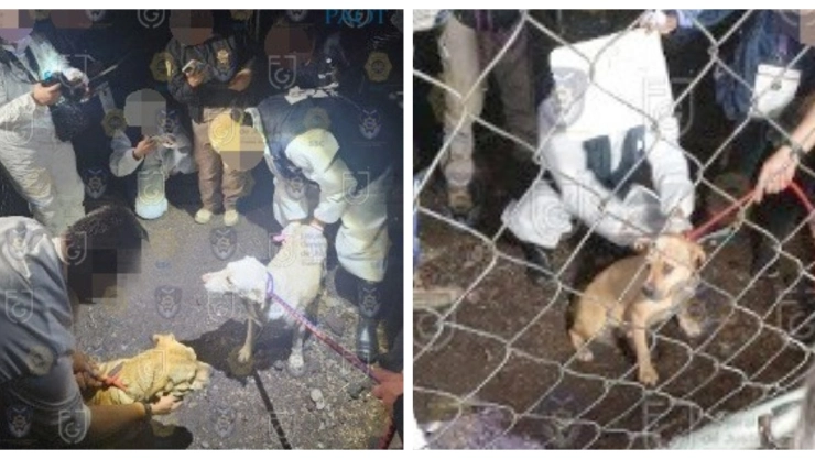 Albergue de perros en Tlalpan es clausurado por maltrato animal