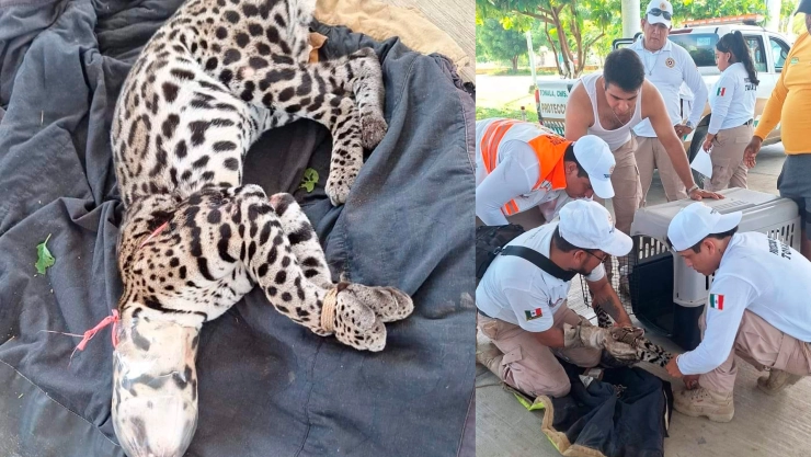 Rescatan ocelote Tonalá