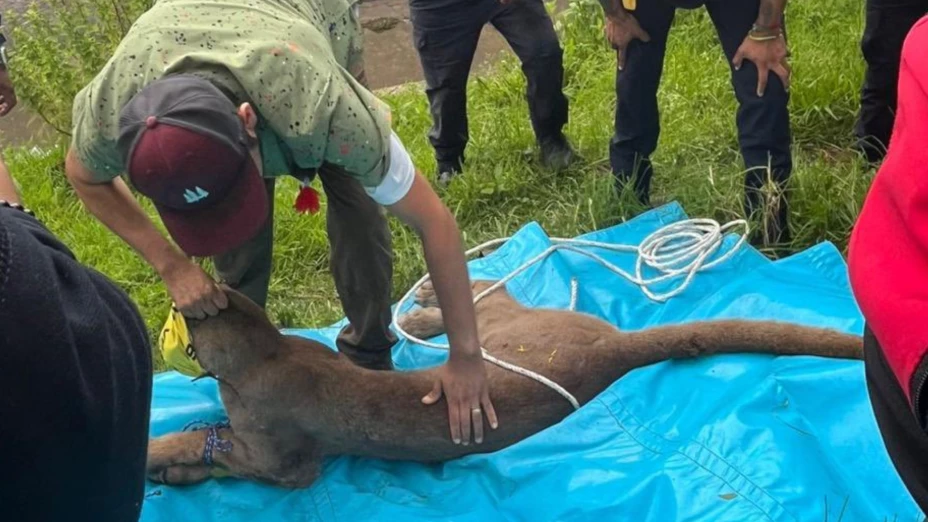 Hallan a puma en Pátzcuaro