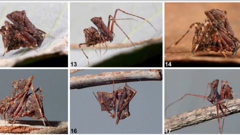 descubren-araña-asesina-con-patas-en-forma-de-lanza-australia